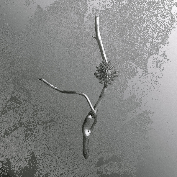 Gaia Banfi - La Maccaia